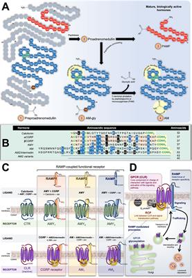 Targeting Adrenomedullin in Oncology: A Feasible Strategy With Potential as Much More Than an Alternative Anti-Angiogenic Therapy